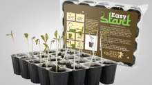 Easy Start Royal Queen Seeds