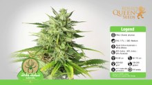 White Widow Automatic Review
