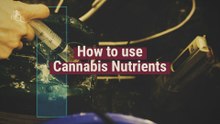 Cannabis nutrients: All you need to know about how to feed your plants