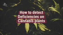 How to detect deficiencies in Cannabis plants