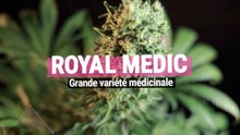 Royal Medic - La fier successeur de la Juanita la Lagrimosa et de la Critical