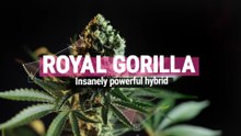Royal Gorilla Strain Review | An insanely powerful hybrid