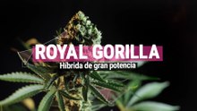 Royal Gorilla - La variedad más potente de marihuana