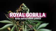 Royal Gorilla - Ibrido dall'incredibile potenza