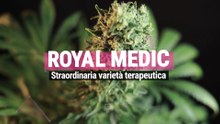 Royal Medic - una straordinaria varietà terapeutica