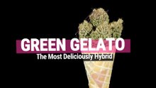 Green Gelato Strain Review | The most deliciously hybrid