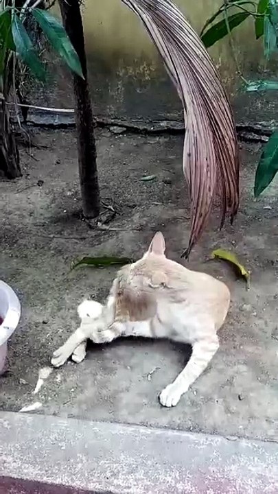 Adorable Cat Playing