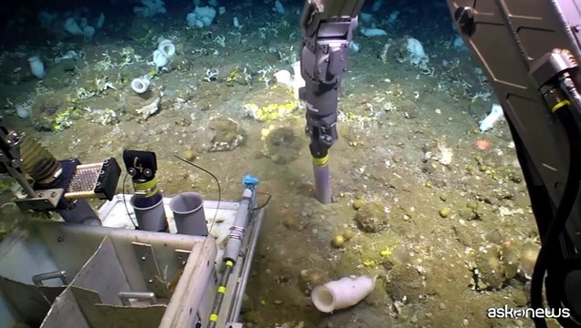 Greenpeace negli abissi dell'Artico, scoperte nuove specie marine