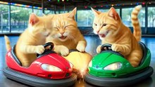 Mama Cat Trims Fur on the Farm and Makes