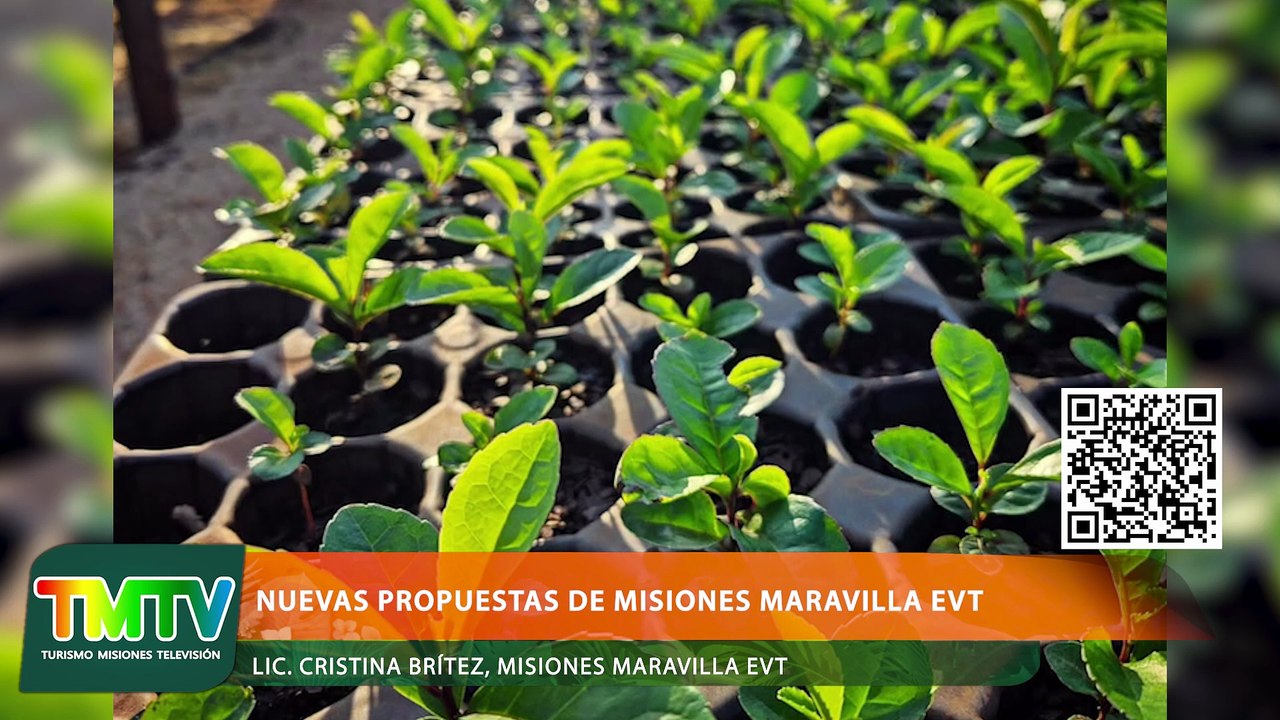 Misiones Maravilla EVT: Full Day Yerba mate y herencia guaraní