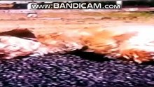 Good Boy (2003) - Dog's Cute In GIF Video from Google Photos (Bandicam Broadcast) 3/22/18