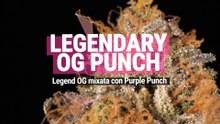 Legendary Og Punch