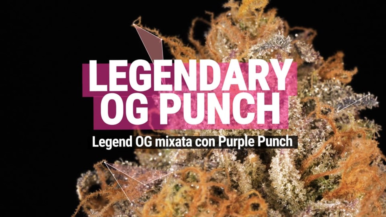 Legendary Og Punch