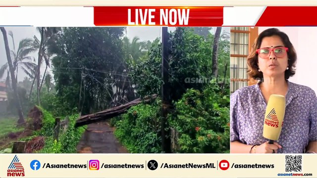തൃത്താമര ക്ഷേത്രത്തിനു സമീപം വൈദ്യുതി കമ്പികൾക്ക് മുകളിലൂടെ മരം കടപുഴകി വീണു; ആളപായമില്ല