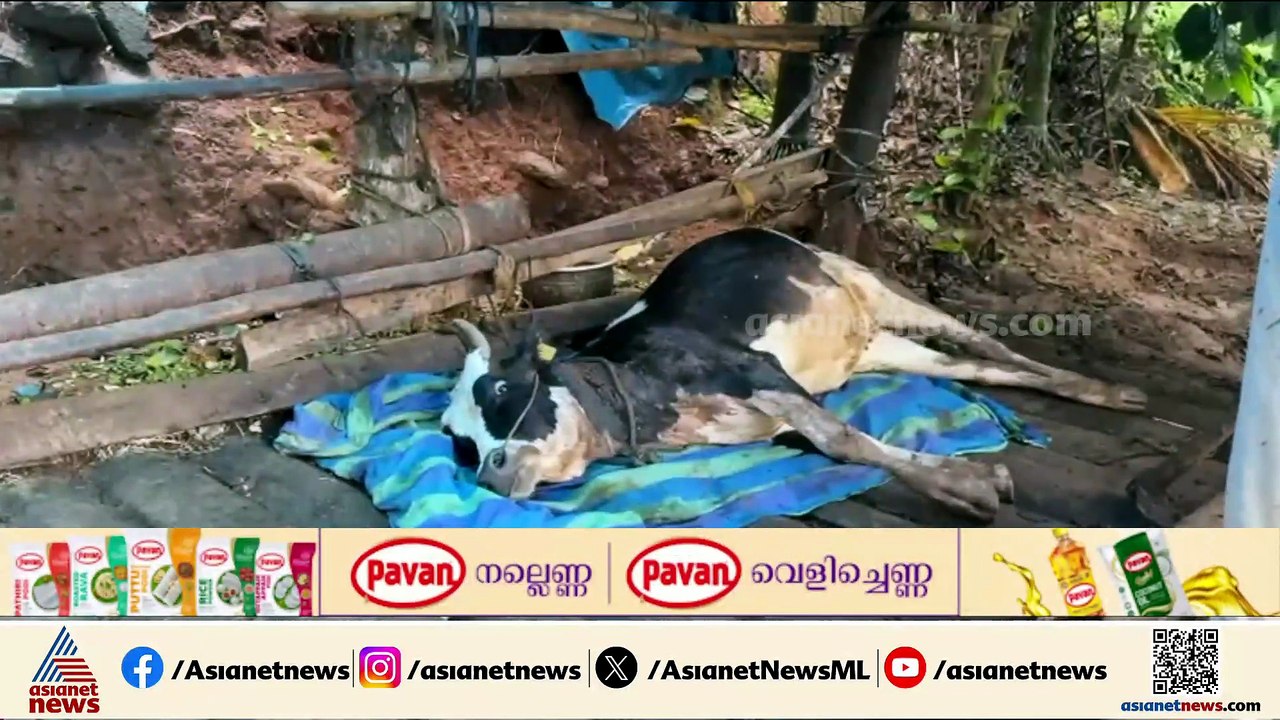 ചീരാൽ പുളിഞ്ചാലിൽ കടുവയുടെ ആക്രമണത്തിൽ പശുവിന്...