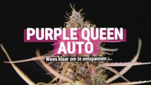 Purple Queen Automatic: Purple ontspanning