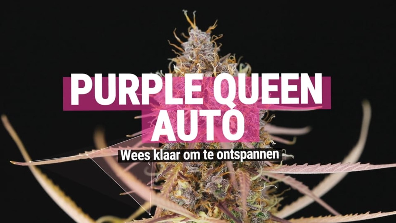 Purple Queen Automatic: Purple ontspanning