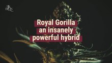 Royal Gorilla - La meilleure weed de tous les temps