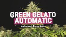 Green Gelato Auto Strain Review