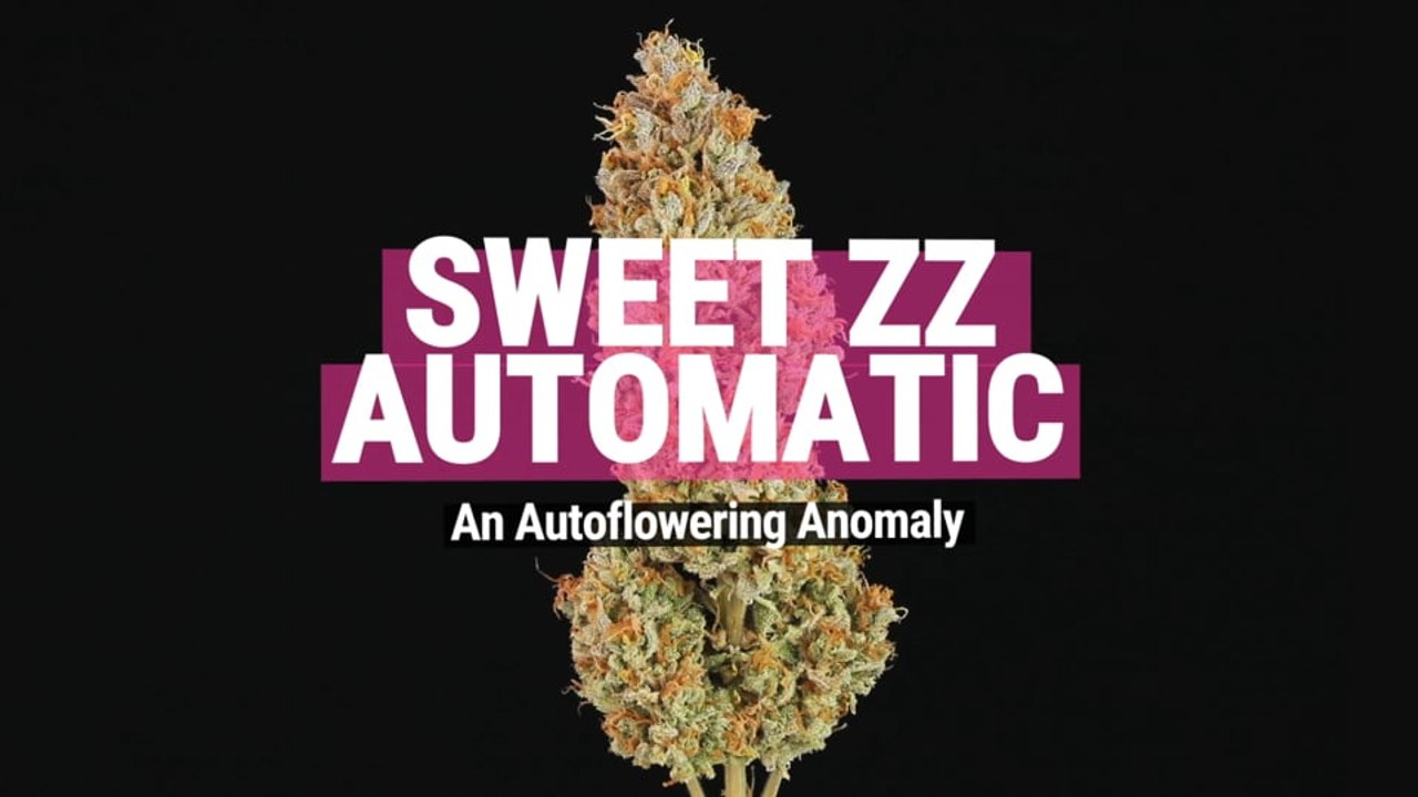 Sweet ZZ Auto Strain Review
