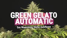 Green Gelato Automatic NL
