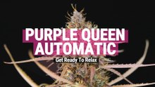 Purple Queen Auto Strain Review