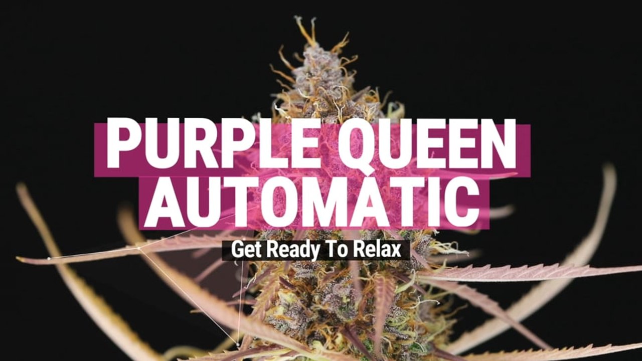 Purple Queen Auto Strain Review