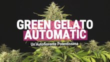 Green Gelato Automatic IT