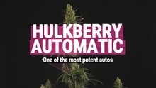 Hulkberry Auto Strain Review | One of the most potent autoflower