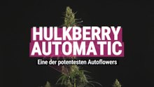 Hulkberry Automatic - Eine der potentesten Autoflowers