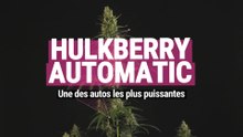 Hulkberry Automatic - Une des autos les plus puissantes