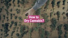 How to Dry Cannabis [All you need to know]