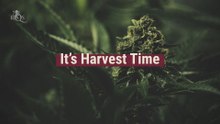 When Is The Best Time To Harvest Buds From Cannabis Plants?