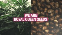 We are Royal Queen Seeds