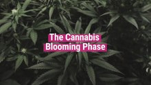 Cannabis Blooming Phase [All you need to know]