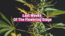 The last weeks of blooming [All you need to know]