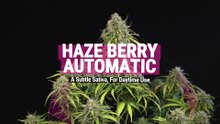 Haze Berry Auto Strain Review