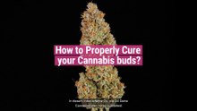 Wie man Cannabisblüten aushärtet
