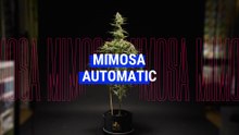 Mimosa Auto Strain Review