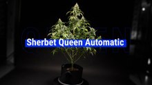 Sherbet Queen Auto Strain Review