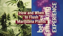 How and When to Flush Marijuana Plants