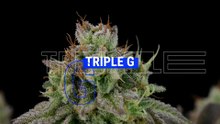Triple G Strain Review