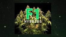 Nuevos Híbridos F1 de Royal Queen Seeds