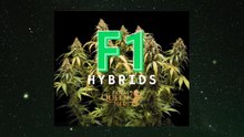 F1 Hybrids Cannabis Seeds by RQS. NL SUB