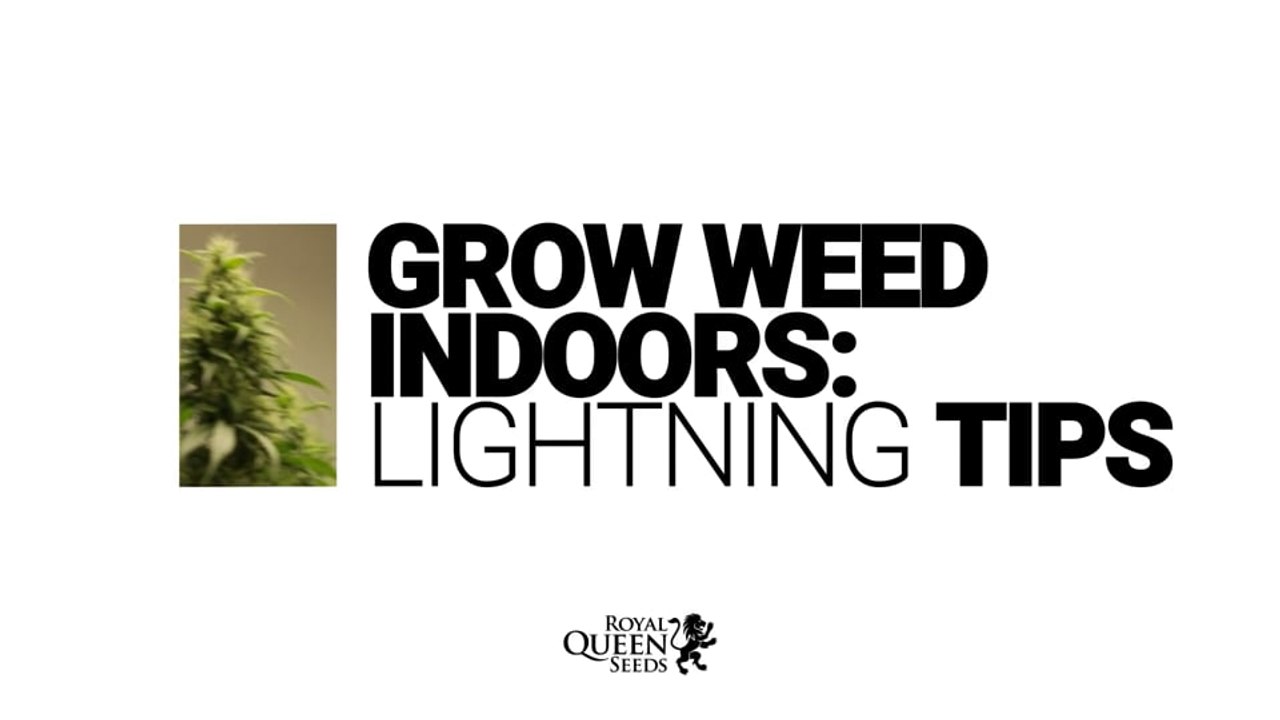 Grow Weed Indoors: Pro Tips, LIGHTNING