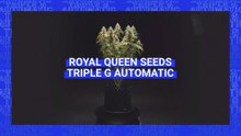 Triple G Auto Strain Review