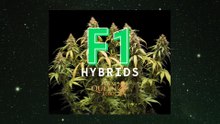 F1 Hybrids Cannabis Seeds by RQS. ITA SUB
