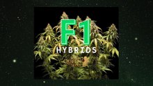 F1 Hybrids Cannabis Seeds by RQS. POL SUB