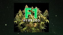 F1 Hybrids Cannabis Seeds by RQS. GER SUB