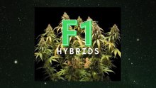 F1 Hybrids Cannabis Seeds by RQS. GRE SUB